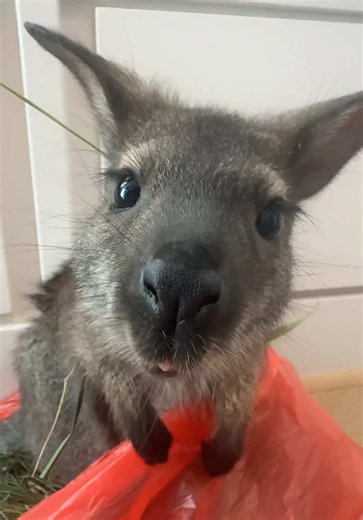 My wallaby is out of control yall | wallaby
