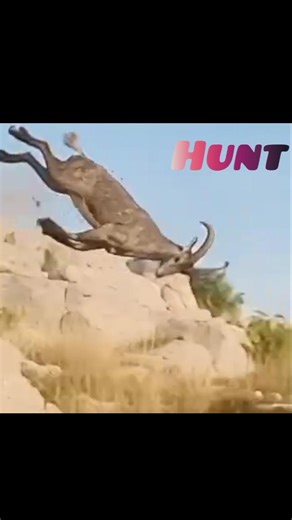 Today’s Goat#Hunt #Success #🐐#🔥 Full Action#turkeyhunting Video#animals
