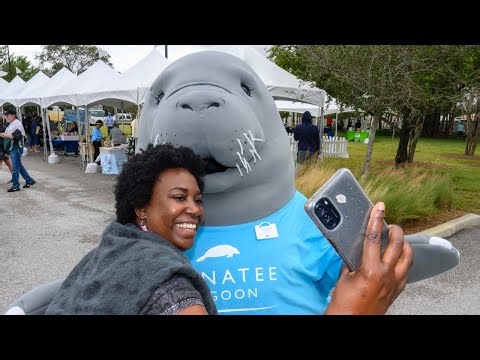 Manatee Lagoon marks 10 years with ManateeFest — A celebration of Florida’s gentle giants