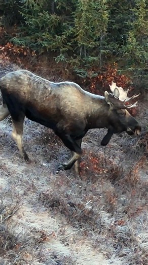 Single, Midsized Moose Looking for Love