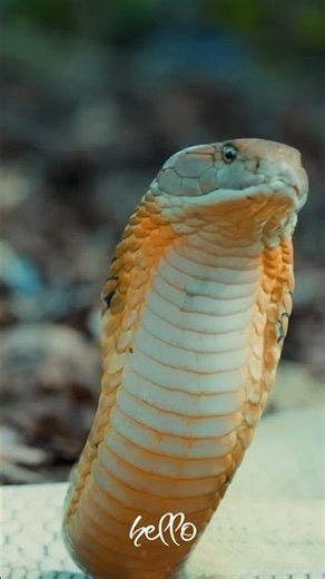 I Survived the Deadliest Snake 🐍💀🇲🇨 | আমি সবচেয়ে মারাত্মক সাপ থেকে বেঁচে গেছি 🐍💀