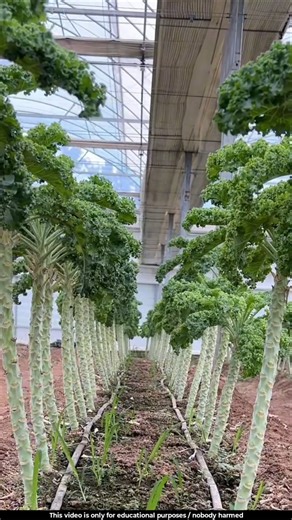 This leafy green is regarded as a nutrient powerhouse 😲l #curlykale