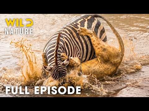 Predators vs Preys | Greatest Fights of Savannah’s King | FULL EPISODE | Wildlife Documentary