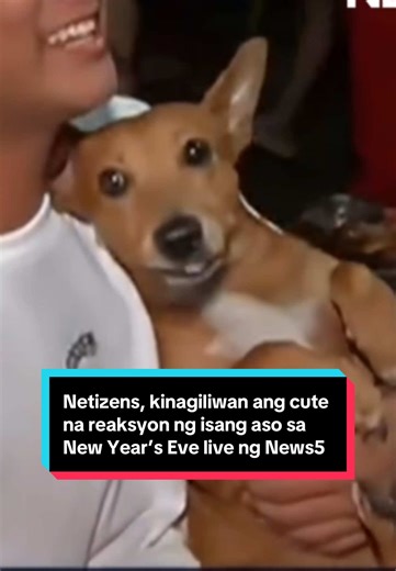 ASO NA MAY SPOKESPERSON 🐶 Kinagigiliwan online ang cute na reaksyon ng isang aso matapos itong batiin ng “Happy New Year” ni News5 correspondent Gio Robles habang naka-live broadcast sa pagsalubong ng Bagong Taon sa Tondo, Maynila.