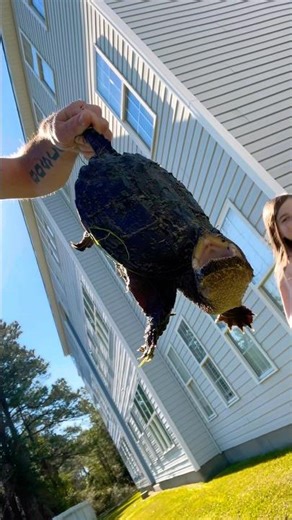 Alligator Snapping Turtle