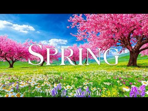 Spring Flowers 4K – April 2026 🌸 Floral Wonderland, Cherry Blossoms and Peaceful Morning