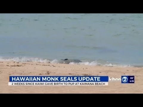 Step away from the seal: Update on Kaiwi and her new pup