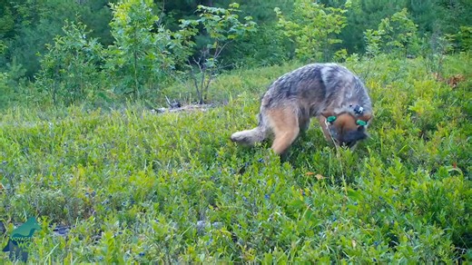Gray wolves eating blueberries. Wolves are known to eat berries and other fruits, which can make up a large part of their diet during the growing season