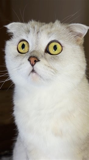 What’s your hobby?😅 #cat #cats #funny