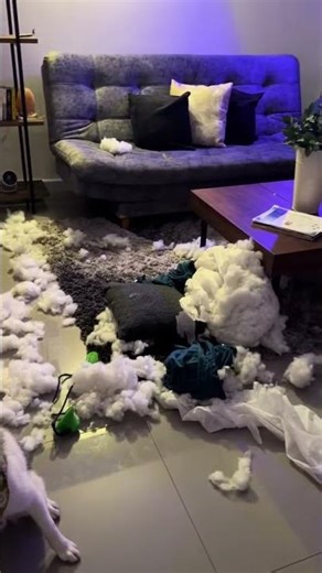 Dog Frozen After Suspicious Cushion Explosion || ViralHog
