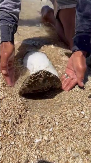 Unbelievable Camouflage! Finding a Hidden Flounder Fish 🐠