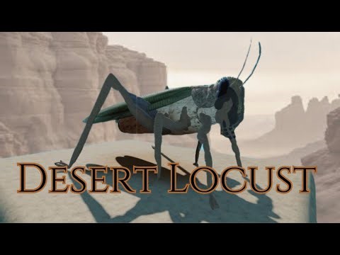 Desert Locust | Roblox
