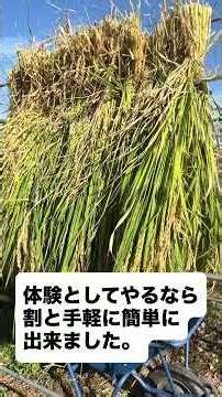 １坪田んぼの稲刈り！自然栽培でお米出来ました#ちょこ田ん #自然栽培 #自然栽培米 #