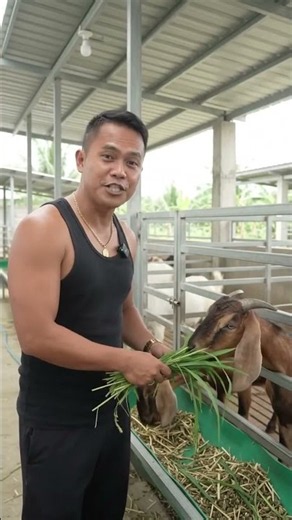 How to Make High Profit in Goat Farming