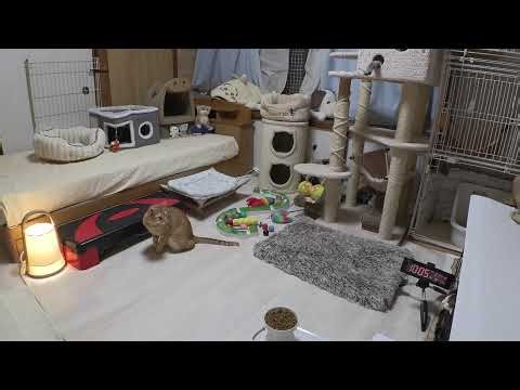 2025.12.24 子猫の部屋【みゃうライブ】