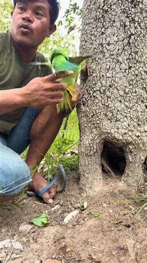 A man found many parrot nests.part02