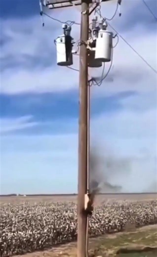 Utility Pole Transformer Critical Failure #electrical #shorts