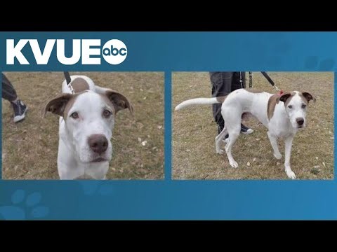 Meet Hank, a dog available to adopt from Austin Humane Society | Pet of the Week