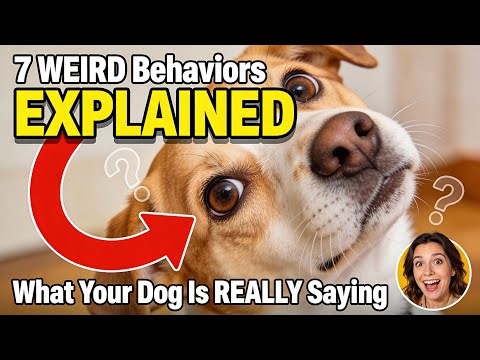 7 WEIRD Dog Behaviors Finally EXPLAINED (You've Been Wrong About #4!)