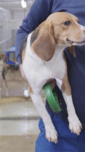 Chris Magee, head of policy at UAR, answers some of the most googled questions about animal research. 'Are dogs still used in animal testing?' #DogsInResearch #AnimalResearch #AnimalTesting | Understanding Animal Research