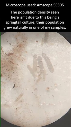 Springtail facts. Springtail under the microscope.