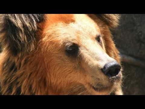 巨大ヒグマが母子を猛追！逃げ道を失った瞬間、住民が起こした奇跡🐻😱