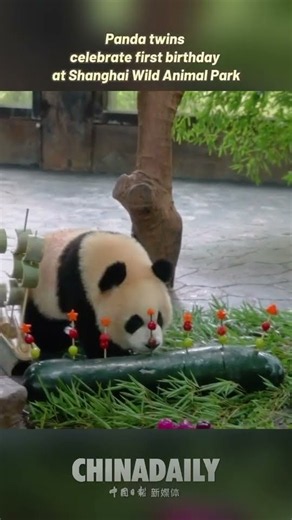 Panda twins celebrate first birthday at Shanghai Wild Animal Park