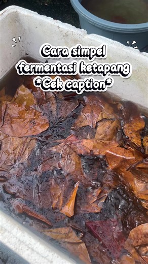 Kesalahan Umum Dalam Fermentasi Daun Ketapang