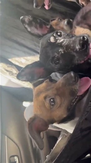 HELP: We Went To Save One Sick Dog And Found SEVEN More [STORY BELOW]