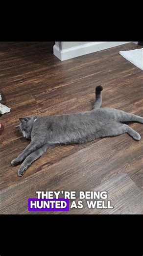 Your cat is belly up on the floor looking at you. 🥹