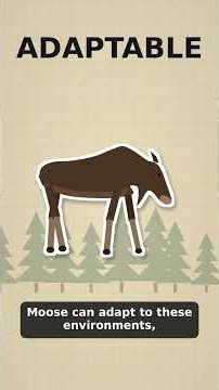 Why Are There So Many Moose in Newfoundland, Canada? 🫎🇨🇦 | Amazing Wildlife Facts