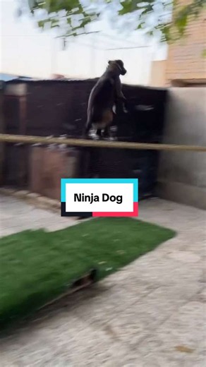 Ninja dog training tips