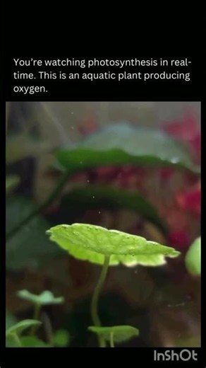 Real-Time Photosynthesis Video | FYP ✅