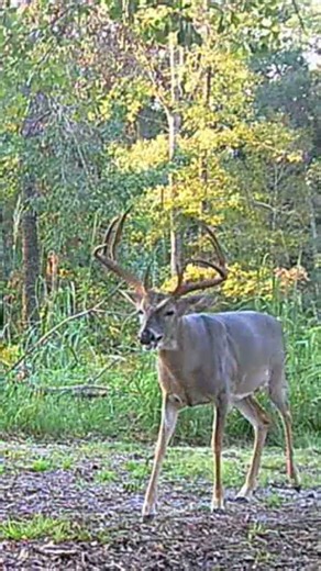 Deer Cam 301
