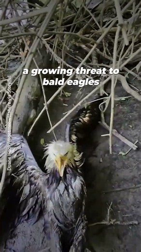 This Bald Eagle Was Never Shot—So How Did a Bullet Kill Him? 💔🦅