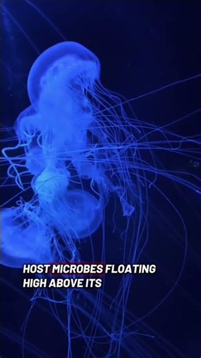 Alien Life on Venus? NASA Just Found PHOSPHINE!