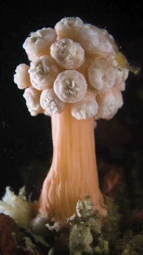 Take a look inside our Periscope Lens