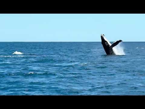 Humpback Mum and Calf Breaching togehter next to Freedom III