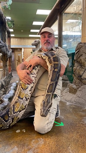 Stubborn giant python refuses to cooperate or budge