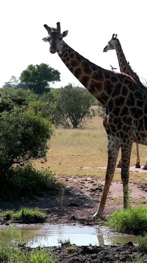 Watch the Unique Way a Giraffe Drinks!