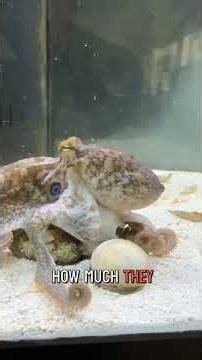 Rambo the octopus is upset with me