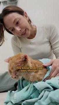 Skinny 'Slo-Mo' Cat With Mystery Illness Turns Into A Chunky Monster | The Dodo