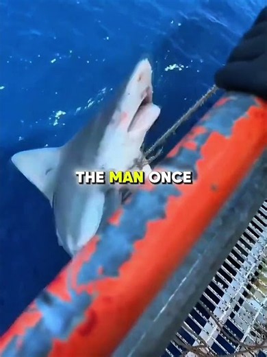 This Shark Returned to Save Its Rescuer! #usa