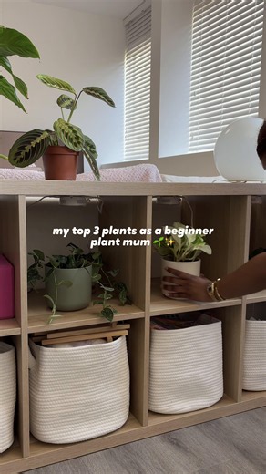 my top 3 beginner friendly plants as a new plant mum 🌱 I’ve found that plants are the quickest and easiest way to make my space feel more homey without feeling cluttered! I got all of these plants from beards & daisies and the plant stand is from amazon ✨ are you a plant parent?? If so tell me what you gave! #plants #girlapartment #plantmom #pothosplants #cosyliving