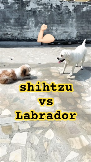 Shihtzu vs Labrador 🤣 #viral #funny #trending #funnydog #dog #shorts #funnyanimal