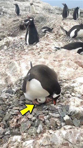 Penguins make a mistake #shorts