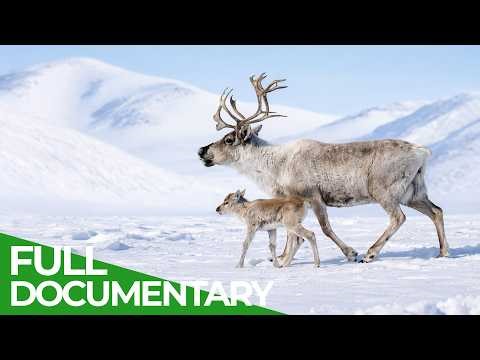 Tundra: The Frozen Steppe of the North | Free Documentary Nature