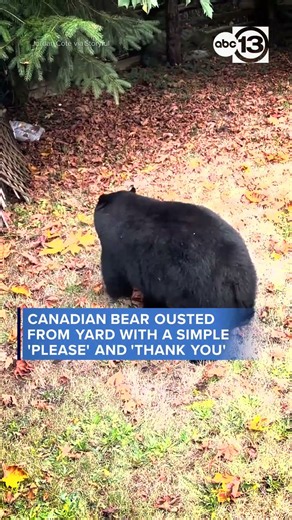 Canadian Bear Ousted From Yard With a Simple 'Please' and 'Thank You'