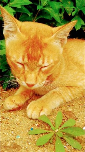 😴 Cute Sleeping Cat 🐱💤 | Adorable Sleepy Kitten ❤️ #catvideos #shorts #ytshorts #shortsfeed