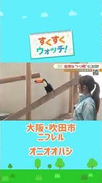 オニオオハシの器用なクチバシさばき ニフレル#shorts #読売テレビニュース #じゅーっと #すくすくウォッチ #ニフレル #オニオオハシ